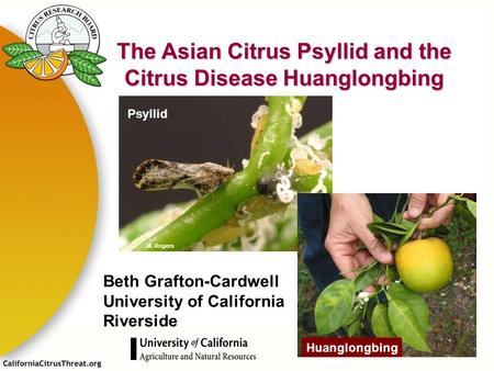 The Asian Citrus Psyllid and the Citrus Disease Huanglongbing Psyllid Huanglongbing M. Rogers Beth Grafton-Cardwell University of California Riverside.