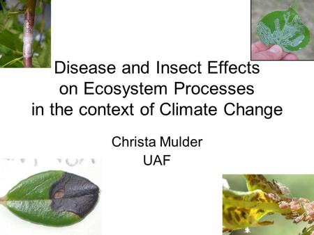 Disease and Insect Effects on Ecosystem Processes in the context of Climate Change Christa Mulder UAF.