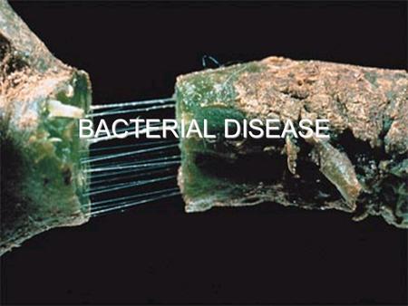 BACTERIAL DISEASE. BACTERIA Lack chlorophyll and cannot produce own foodLack chlorophyll and cannot produce own food Require 400 to 600X magnificationRequire.