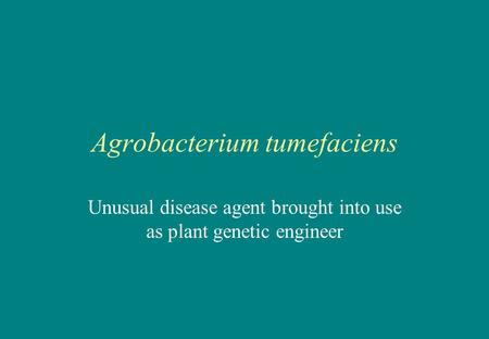 Agrobacterium tumefaciens