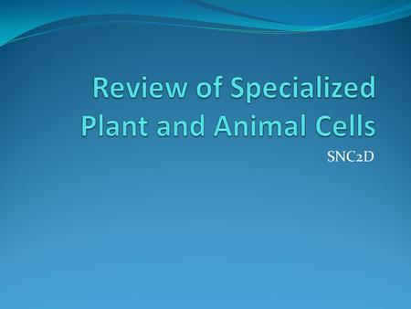 SNC2D. Question 1: Regeneration is the process whereby a body part is replaced or regrown What is the definition of “regeneration”?