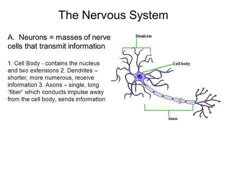 The Nervous System A. Neurons = masses of nerve cells that transmit information 1. Cell Body - contains the nucleus and two extensions 2. Dendrites – shorter,