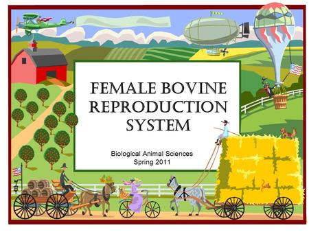 Female Bovine Reproduction System