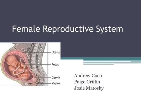 Female Reproductive System