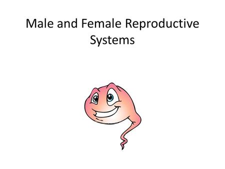 Male and Female Reproductive Systems