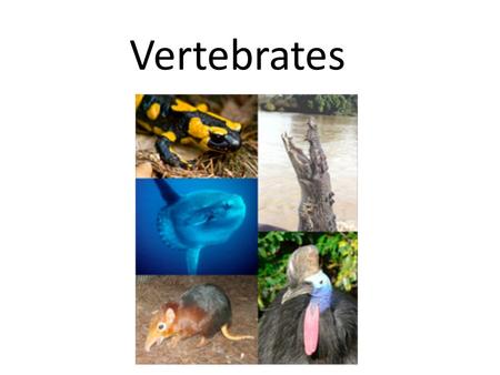 Vertebrates.