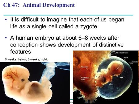 Ch 47: Animal Development