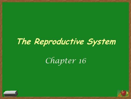 The Reproductive System