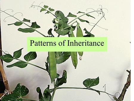 Patterns of Inheritance