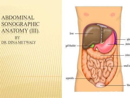 Abdominal Sonographic Anatomy (III). By Dr. Dina Metwaly