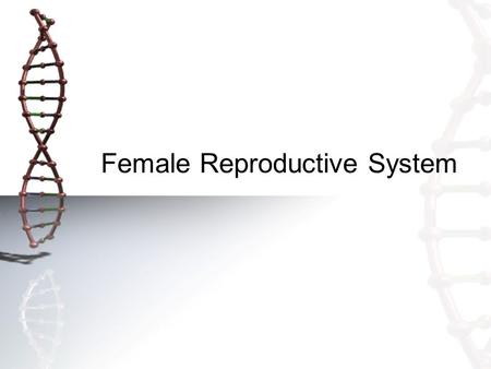 Female Reproductive System. Parts of the female reproductive system Ovary – About the size and shape of a walnut, the ovaries hold a woman’s egg cells.