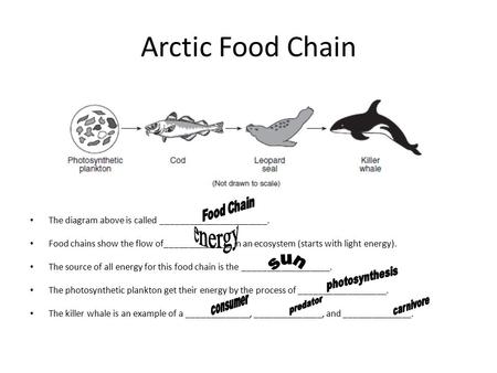 Arctic Food Chain The diagram above is called ______________________. Food chains show the flow of______________ in an ecosystem (starts with light energy).