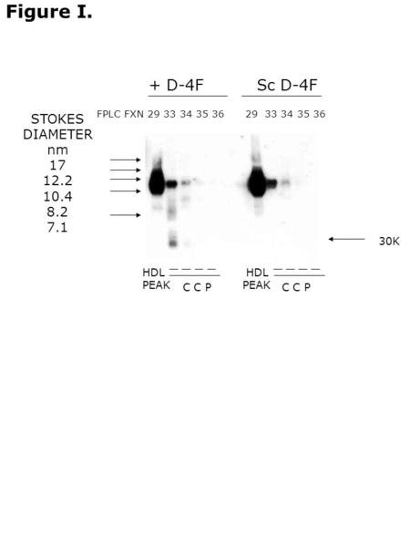 Figure I. FPLC FXN 29 33 34 35 36 29 33 34 35 36 + D-4F Sc D-4F STOKES DIAMETER nm 17 12.2 10.4 8.2 7.1 HDL PEAK HDL PEAK C C P 30K.