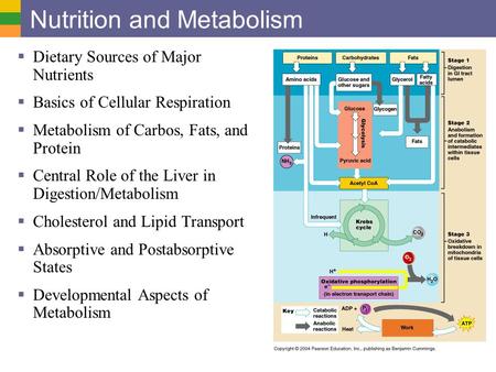 Nutrition and Metabolism