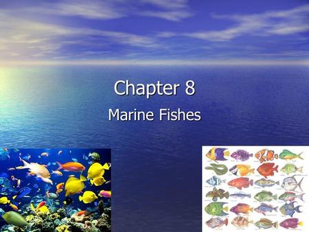 Chapter 8 Marine Fishes.