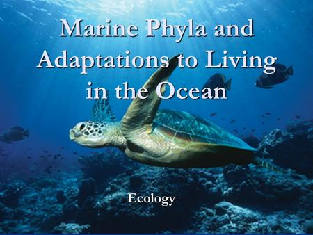 Marine Phyla and Adaptations to Living in the Ocean