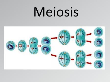 Meiosis.