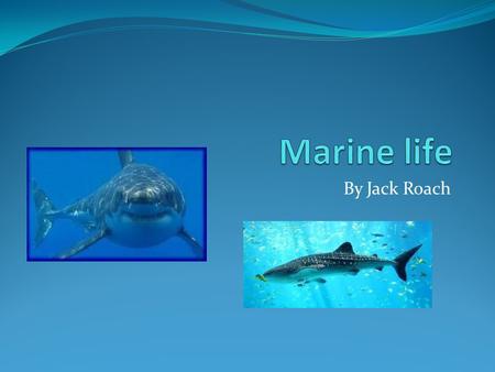 Marine life By Jack Roach.