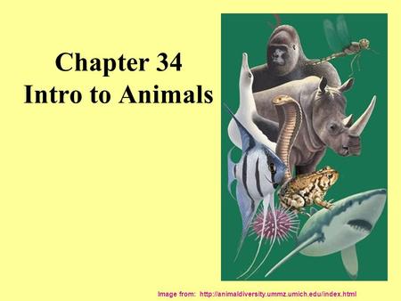 Chapter 34 Intro to Animals Image from: