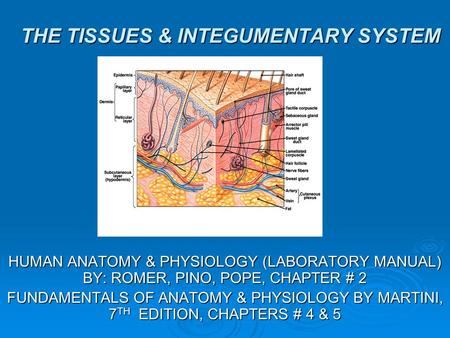 THE TISSUES & INTEGUMENTARY SYSTEM