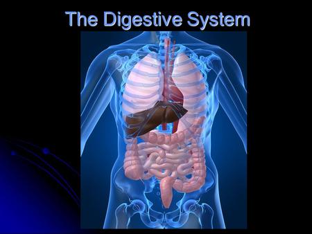 The Digestive System.