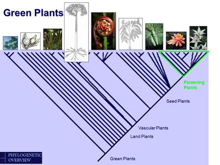 Green Plants Flowering Plants Seed Plants Vascular Plants Land Plants