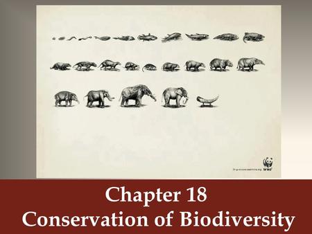 Chapter 18 Conservation of Biodiversity