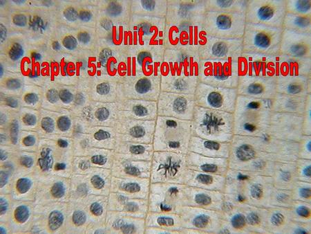 Chapter 5: Cell Growth and Division