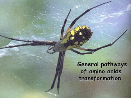 General pathways of amino acids transformation.