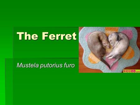 The Ferret Mustela putorius furo.