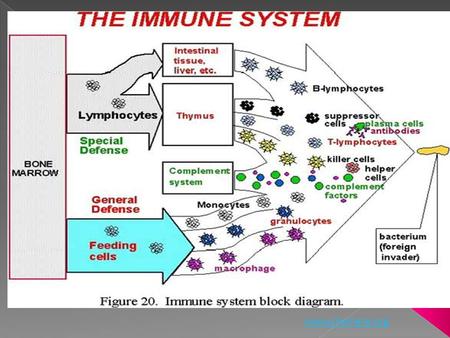 Www.cheniere.org. Rin - Types of Cells Brittany- Introduction and Innate Immune Vanessa - Acquired Immune System Zoraida - Immunodeficiency, Autoimmunity,