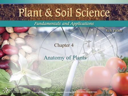 Copyright © 2010 Delmar, Cengage Learning. ALL RIGHTS RESERVED. Chapter 4 Anatomy of Plants.