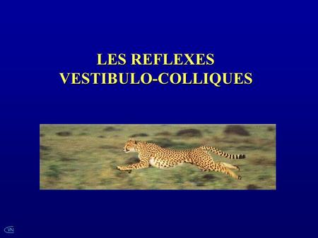 VN LES REFLEXES VESTIBULO-COLLIQUES. VN NerfSpinal.