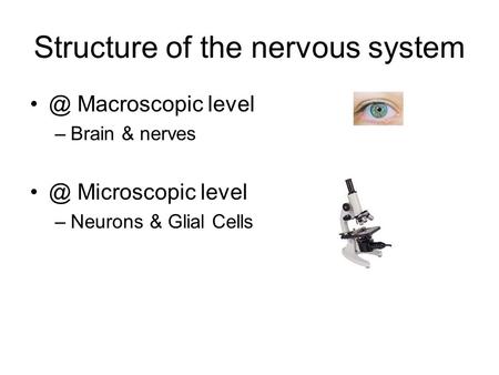 Structure of the nervous system