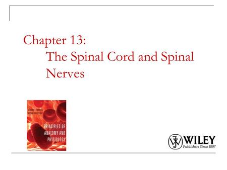 Chapter 13: The Spinal Cord and Spinal Nerves