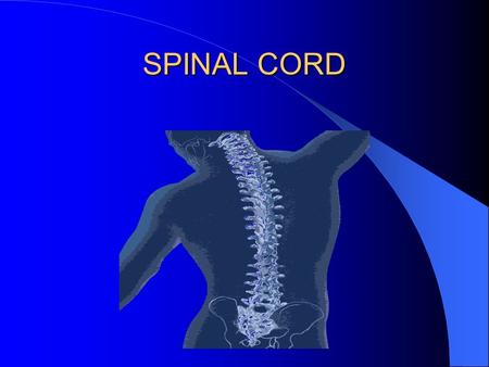 SPINAL CORD. Spinal vertebras Cross section.