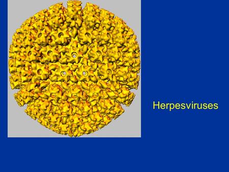 Herpesviruses. 100 nm Herpesvirus structures are unique, with tegument layer present and genomic DNA wrapped around core.