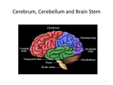 Cerebrum, Cerebellum and Brain Stem