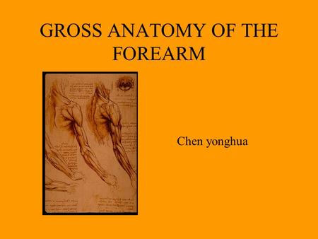 GROSS ANATOMY OF THE FOREARM