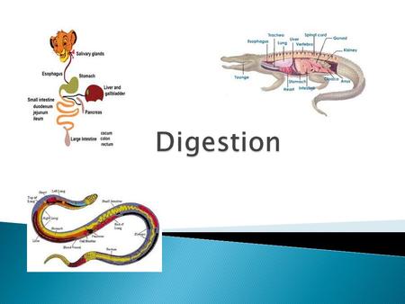 Prehension  Lips, teeth, limbs, tongue (ingesta ) Mastication  Teeth  Salivary glands  Buccal  Lingual Deglutition  Pharynx  Larynx  Esophagus.