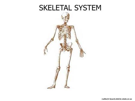 SKELETAL SYSTEM radtech-board.ohd.hr.state.or.us.