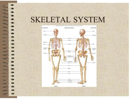 SKELETAL SYSTEM. SKELETAL SYSTEM FUNCTIONS Support (Primary function) Movement (Passive) Protection of Vital Organs Mineral Storage Blood Cell Formation.