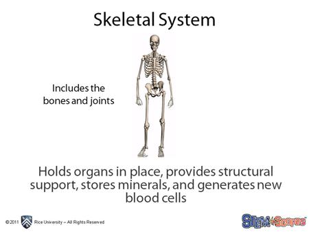 Marrow tissue found inside bones Red Marrow – produces white blood cells, red blood cells, and platelets Yellow Marrow – made of fat that replaces red.