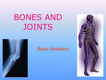 BONES AND JOINTS Basic Anatomy. The Skeleton The average human adult skeleton has 206 bones joined to ligaments and tendons Forms a protective and supportive.