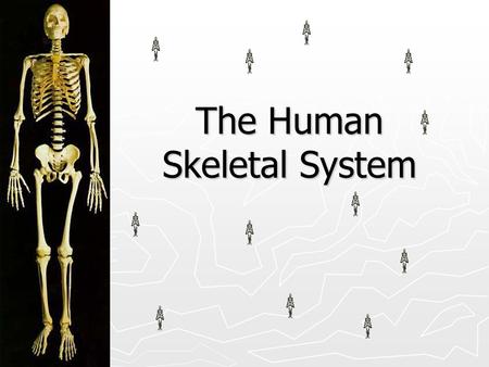 The Human Skeletal System