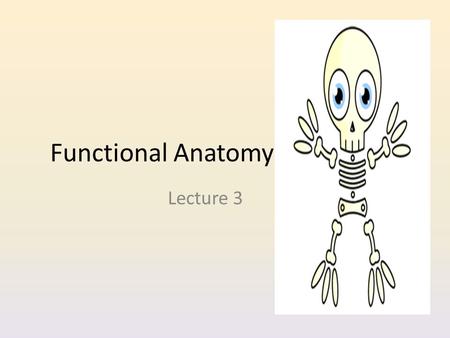 Functional Anatomy Lecture 3.