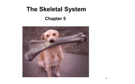 The Skeletal System Chapter 5 1.