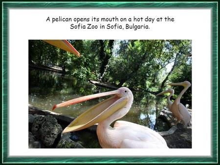 A pelican opens its mouth on a hot day at the Sofia Zoo in Sofia, Bulgaria.