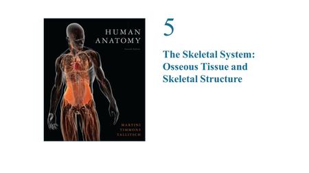 5 The Skeletal System: Osseous Tissue and Skeletal Structure.