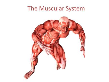 The Muscular System.